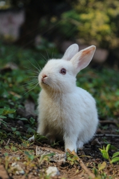 RABBIT drawing book