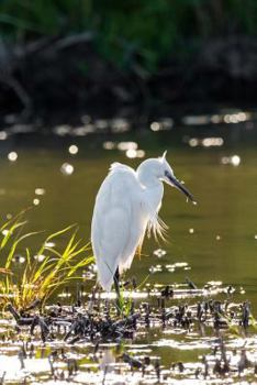 Paperback Egret Journal: 150 page lined notebook/diary Book