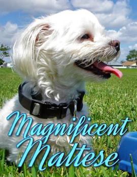 Paperback Magnificent Maltese Book