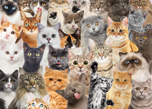 Misc. All the Cats 500 Piece Jigsaw Puzzle Book