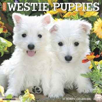 Calendar Just Westie Puppies 2020 Wall Calendar (Dog Breed Calendar) Book