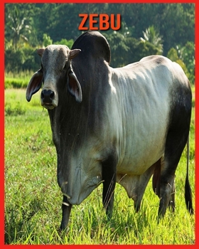 Paperback Zebu: Tolle Bilder & Wissenswertes ?ber Tiere in der Natur [German] Book