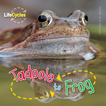 Paperback Tadpole to Frog Book