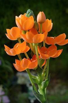 Paperback Ornithogalum Dubium Flowers Journal: Take Notes, Write Down Memories in This 150 Page Lined Journal Book