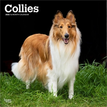 Calendar Collies 2026 12 X 24 Inch (Hanging) Monthly Square Wall Calendar Plastic-Free Book