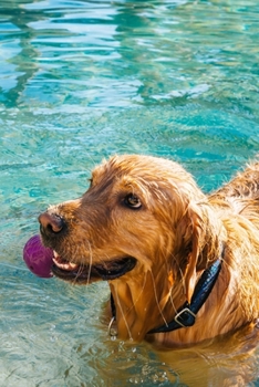 Golden Retriever Dog Pup Puppy Doggie Notebook Bullet Journal Diary Composition Book Notepad - Playing in Water: Cute Animal Pet Owner Composition ... Ruled Lined Paper Pages in 6” x 9” Inch