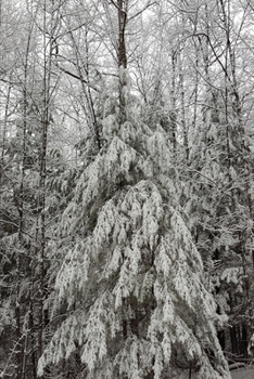 2020 Weekly Planner Winter Season Beautiful 134 Pages: 2020 Planners Calendars Organizers Datebooks Appointment Books Agendas