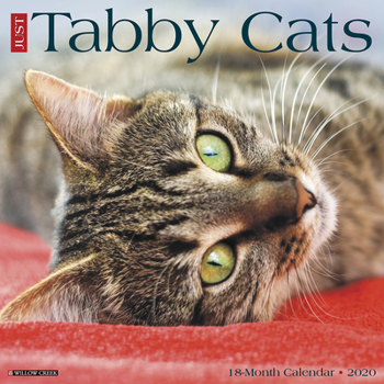 Calendar Just Tabby Cats 2020 Wall Calendar Book