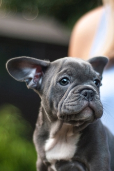 French Bulldogs Dog Pup Puppy Doggie Notebook Bullet Journal Diary Composition Book Notepad - Tired Baby: Cute Animal Pet Owner Composition Book with 100 Quad Ruled Graph Paper Pages in 6” x 9” Inch