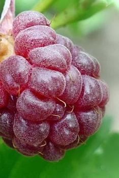 Paperback Raspberries Notebook Book