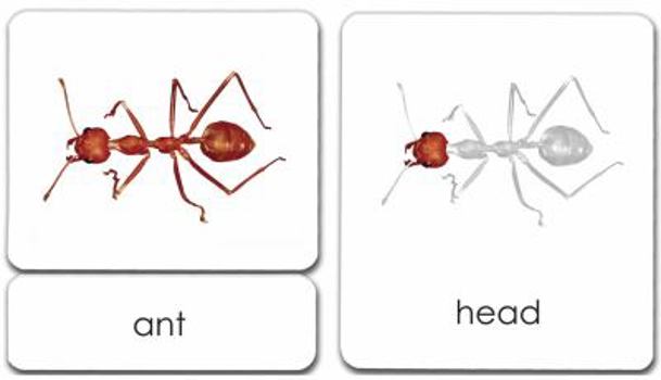 "Parts of" the Ant 3-Part Photo Cards
