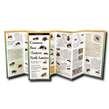 Common Bees of Eastern North America (Foldingguides(tm))