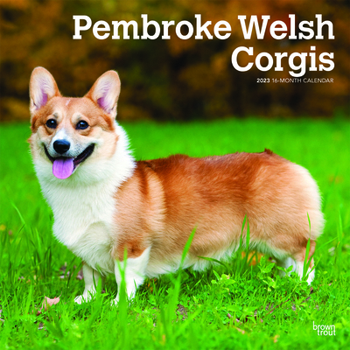 Welsh Corgis, Pembroke 2023 Square
