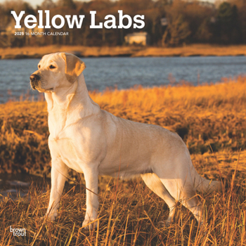 Calendar Yellow Labrador Retrievers 2025 12 X 24 Inch Monthly Square Wall Calendar Plastic-Free Book