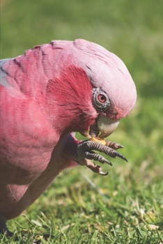 Rosakakadu: Kalender 2020 / Jahresplaner / Terminplaner Rosenbrustkakadu Papagei - DIN A5 - Geschenk Australien Reise (German Edition)