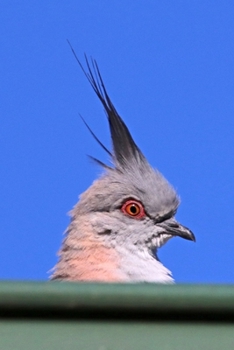 Paperback Crested Pigeon Journal: 150 Page Lined Notebook/Diary Book