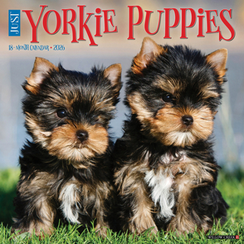 Calendar Yorkie Puppies 2026 12 X 12 Wall Calendar Book