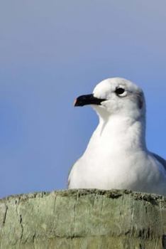 Paperback Seagull Journal Book