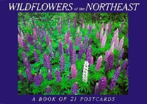 Card Book Wildflowers of the Northeast Book