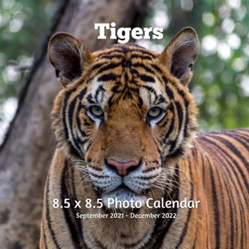 Tigers 8.5 X 8.5 Calendar September 2021 -December 2022: Monthly Calendar with U.S./UK/ Canadian/Christian/Jewish/Muslim Holidays Big Cats Animals Nature