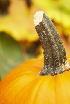 2020 Daily Planner Autumn Design Fall Pumpkin 388 Pages: 2020 Planners Calendars Organizers Datebooks Appointment Books Agendas