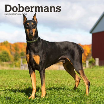 Calendar Dobermans 2025 12 X 24 Inch Monthly Square Wall Calendar Plastic-Free Book