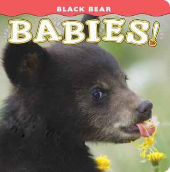 Board book Black Bear Babies! Book