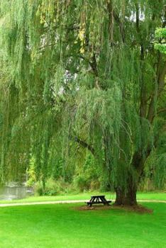 Paperback Glorious Green Weeping Willow Tree in a Park in the Summer Journal: 150 Page Lined Notebook/Diary Book