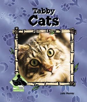 Tabby Cats - Book  of the Buddy Books