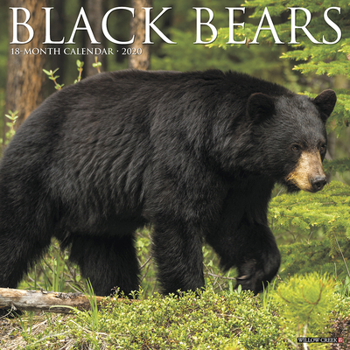 Black Bears 2020 Calendar