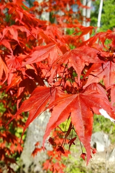 2020 Daily Planner Springtime Red Japanese Maple Leaves 388 Pages: 2020 Planners Calendars Organizers Datebooks Appointment Books Agendas