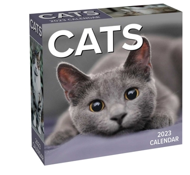 Calendar Cats 2023 Day-To-Day Calendar Book