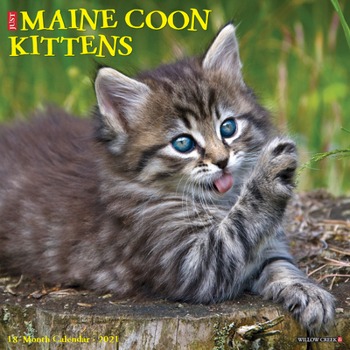 Calendar Just Maine Coon Kittens 2021 Wall Calendar Book