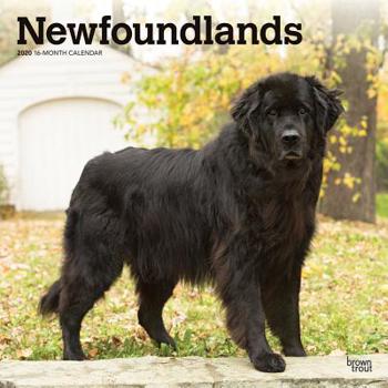 Calendar Newfoundlands 2020 Square Book