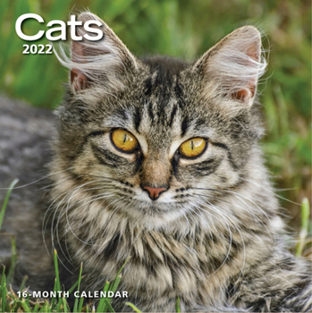 Calendar Cats 2022 Wall Calendar Book