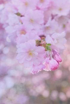 Paperback Pink Notebook Book