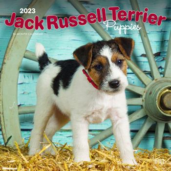 Jack Russell Terrier Puppies 2023 Square