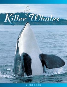 Paperback A Pod of Killer Whales: The Mysterious Life of the Intelligent Orca Book