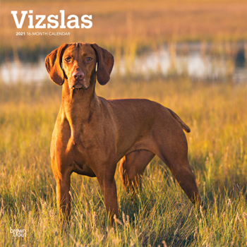 Calendar Vizslas 2021 Square Book