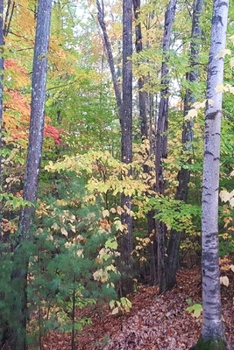 2020 Daily Planner Fall Foliage Autumn Trees 388 Pages: 2020 Planners Calendars Organizers Datebooks Appointment Books Agendas