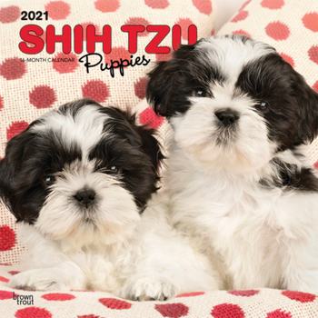 Calendar Shih Tzu Puppies 2021 Square Book
