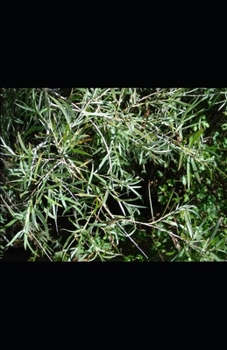 Paperback Dry Creek Willows Poems Book