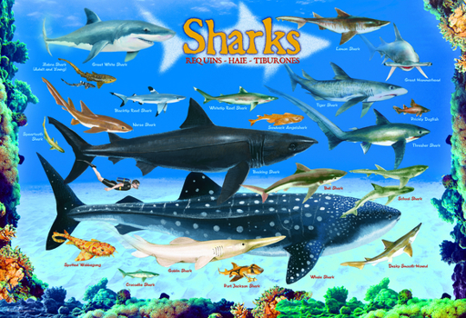 Misc. Sharks 100 Pieces Eurographics Kids 5+ Book