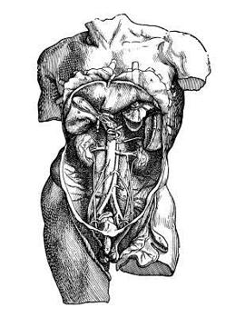Anatomy Notebook: Male Abdominal Cavity 2 - Andreas Vesalius Anatomy Art College Ruled Notebook | 110 Pages (Andreas Vesalius White Cover)