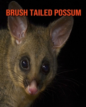 Brush Tailed Possum: Learn About Brush Tailed Possum and Enjoy Colorful Pictures