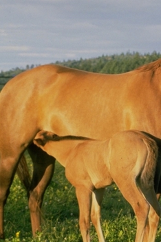 2020 Daily Planner Horse Photo Equine Nursing Foal 388 Pages: 2020 Planners Calendars Organizers Datebooks Appointment Books Agendas