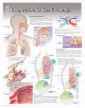 Misc. Respiration & Gas Exchange Wall Chart: 8130 Book