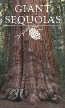 Paperback Giant Sequoias Book