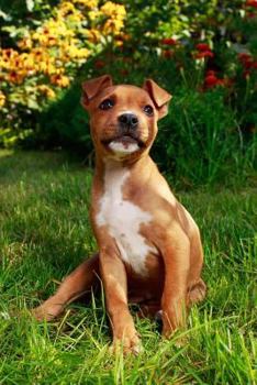 Paperback American Staffordshire Terrier Puppy Dog in the Grass Journal: 150 page lined notebook/diary Book