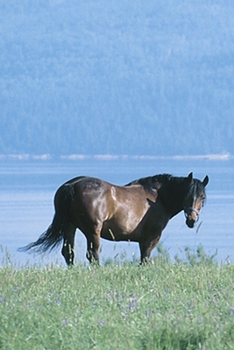 2020 Daily Planner Horse Photo Equine Horse Lake Mountain Scene 388 Pages: 2020 Planners Calendars Organizers Datebooks Appointment Books Agendas